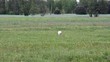 stork