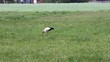 stork