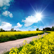 Frühling in der Pfalz: Weg durch blühendes Rapsfeld