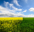 Kontraste im Frühling: Rapsfeld, Weizenfeld und blauer  Himmel