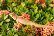 Brown Lizard