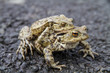 Mating Common or European Toads (Bufo bufo)