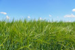 Campo di Orzo