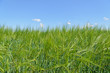 Foto: Campo di Orzo Campo di Orzo