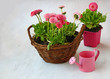 Delicate pink daisies in a basket
