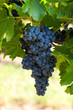 Bunch of blue grapes