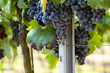 Bunch of blue grapes