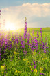 Photo: Green field under blue sky Green field under blue sky