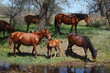 Herd of horses with a young foal graze near the pond