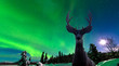 Mule deer and Aurora borealis over taiga forest