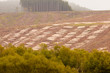 Photo : Vast clearcut Eucalyptus forest for timber harvest Vast clearcut Eucalyptus forest for timber harvest
