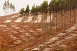 Photo : Vast clearcut Eucalyptus forest for timber harvest Vast clearcut Eucalyptus forest for timber harvest