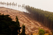 Photo : Vast clearcut Eucalyptus forest for timber harvest Vast clearcut Eucalyptus forest for timber harvest