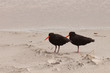 Two Oystercatchers Haematopus unicolor on beach