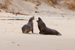 Photo: Rough courtship of male and female Hookers sealions Rough courtship of male and female Hookers sealions