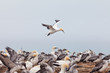 Colony of Australasian Gannets Morus serrator