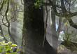 Rays of sunlight beam trough dense tropical jungle