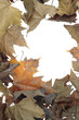 Photo: falling leaves frame falling leaves frame