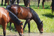 Two horses drink water from the summer pond
