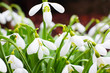 Spring snowdrops close up