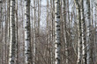 birch forest