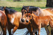Horses with a young foal near the river