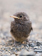 Flightless nestling of blackbird (Turdus merula)