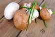 frische Pilze