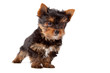 Cachorro de Yorkshire Terrier