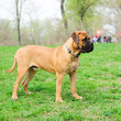 junior puppy bullmastiff
