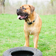 Junior dog bulmastiff