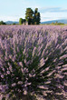 champ de lavande