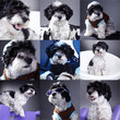 Hunde Collage witzig