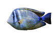Red Sea Sailfin tang