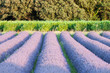 alignement vignes et champ de lavande