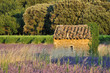 le cabanon en pierre au milieu du champ de lavande
