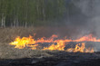 fire grass spring
