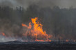 Forest Fire Flames