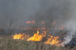 fire grass spring