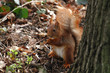 Eichörnchen