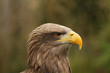 Steinadler Adlerwarte