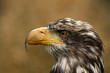 Steinadler Adlerwarte
