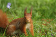 Eichörnchen