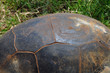 aldabra giant tortoise