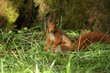 Eichörnchen