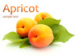 Ripe sweet apricots with green leaves isolated on white