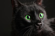 Black cat on black background