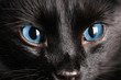 Photo: Black cat, close up Black cat, close up