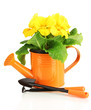 Beautiful yellow primula in watering can, isolated on white