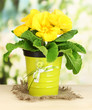 Beautiful yellow primula in flowerpot
